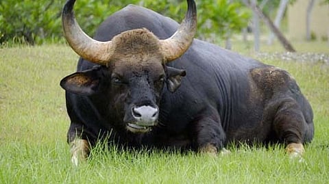 All sanctuary, tiger project lockdown kolhapur Marathi News