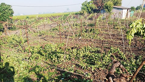 पिंपळे गुरव : भूमिगत जलनिःसारण वाहिणी फुटल्याने मैला मिश्रित पाणी नदीपात्रात जाऊन पवना नदीचे पाणी दुषित होत आहे.