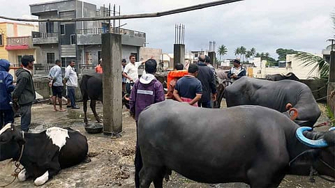 #KolhapurFloods शिरोळ तालुक्यात शेतकऱ्यांनी जनावरे बांधली टेरेसवर