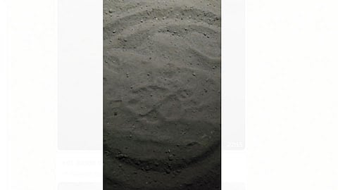 अवणीचे दोन्ही बछडे चिखली परिसरात