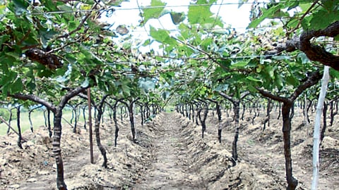 द्राक्षबागेत आच्छादन करावे.