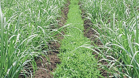 जमिनीची सुपिकता टिकवण्यासाठी हिरवळीच्या खतांचा वापर फायदेशीर ठरतो.