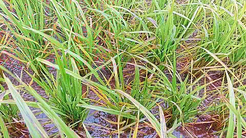 Diseases On 300 Hectares Of Paddy In Ajara Kolhapur Marathi News