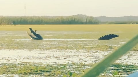 Alligator Devouring A Duck