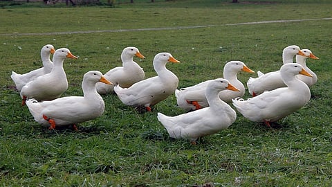 ducks