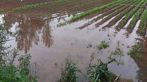 महाबळेश्वर तालुक्यातील शेतकऱ्यांच्या अडचणीत वाढ; जाणून घ्या नेमकं कारण