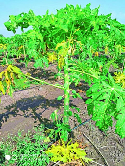 पपईवर विषाणूजन्य रोगाचा प्रादुर्भाव; महागड्या औषधी फवारून देखील उपयोग नाही
