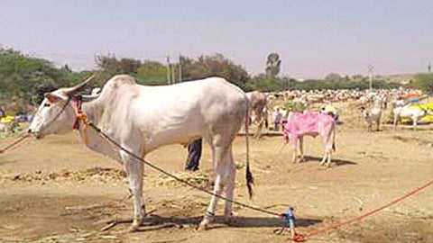 करगणी - येथील लखमेश्वर यात्रेत खिलार जनावरांची दहा हजारांवर आवक झाली आहे.