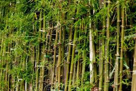 bamboo tree