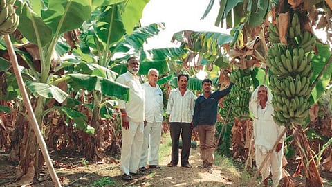 माळकिन्ही (जि. यवतमाळ) - केळी पिकाची माहिती देताना शेतकरी लक्ष्मण मदने व इतर.