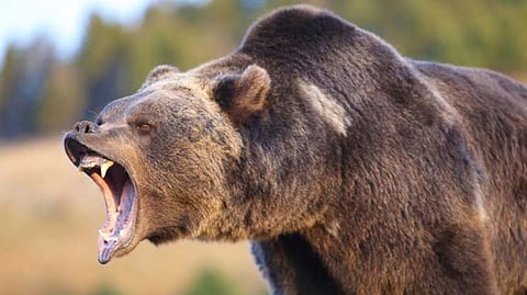 Bears attack on women who go to collect tendu leaves gadchiroli