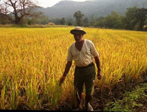 In Akole taluka this technology was introduced in Pendshet for paddy cultivation