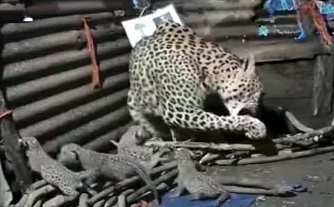 Find out how many leopard cubs there are in this photo