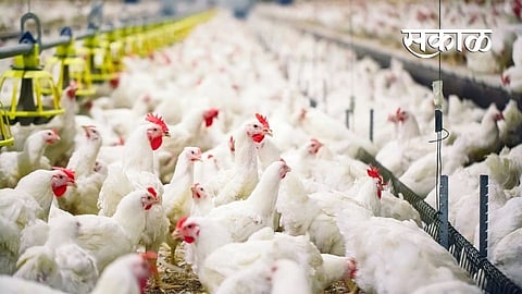 Bird_Flu