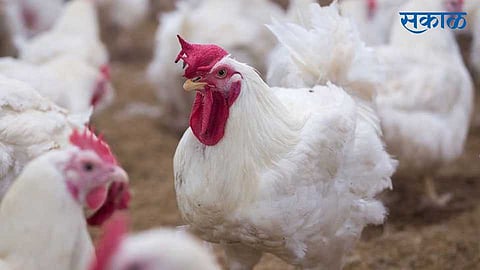 Akola Marathi News- Fear of Bird Flu Chicken market fell dew