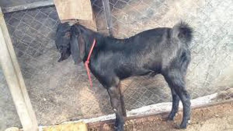 साेळा लाखाच्या बोकडाचा पोलिसांनी लावला छडा; आटपाडीतील तिघे ताब्यात