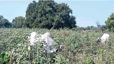 Bondali does huge damage to crop