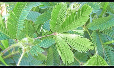 chandrapur ayurvedic plant