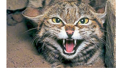 Cat