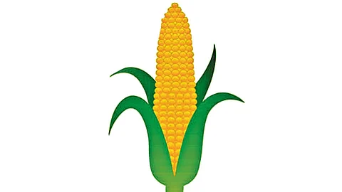 Corn