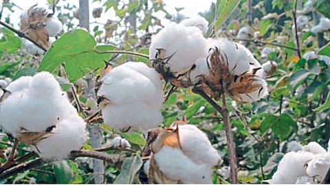 शासन कापूसप्रश्नी कधी गंभीर होणार?