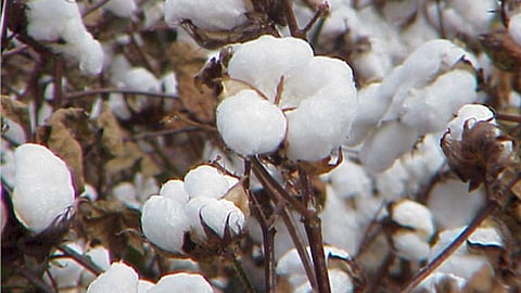 Cotton