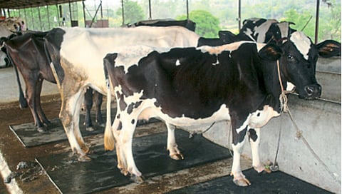 घरबसल्या घ्या जनावरांच्या आजारांसंदर्भात माहिती