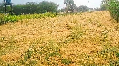 Damage crop due to unseasonal rains