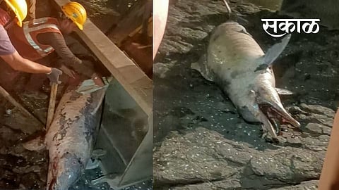 वांद्रे- वरळी सी लिंकवर आढळला 4 फूट मृत डॉल्फिन, जेसीबीच्या मदतीनं काढलं बाहेर