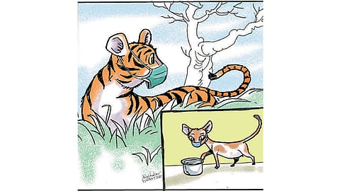 ढिंग टांग : क्वारंटाइन लाइफ!