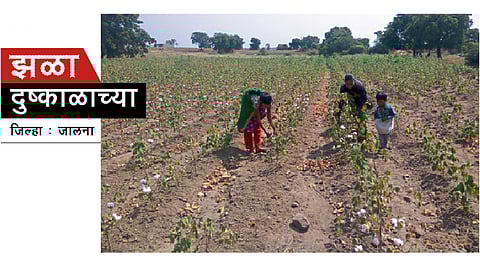 भातुडी शिवारातील शेतात चिमुकल्यांसह सुरू असलेली कापूस वेचणी.
