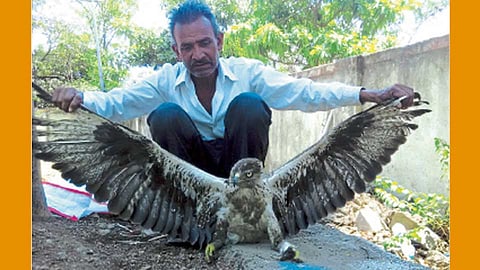 सातारारोड - वन विभागाच्या ताब्यात देण्यापूर्वी गरुडाच्या पिलासमवेत तानाजी फाळके.