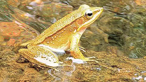 चांदोलीत आढळला सोनेरी पाठीचा बेडूक; सिंधुदुर्गात नामकरण सोहळा