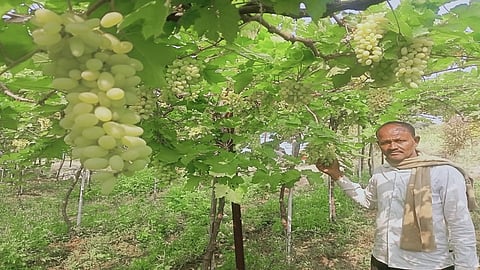 Farmer Grow Grapes In Ambad Taluka