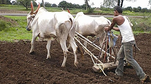 Farmer-Kharip-Crop