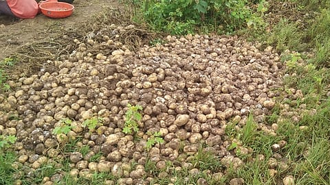 Farmers in financial crisis due to rotting potatoes in Ambegav district