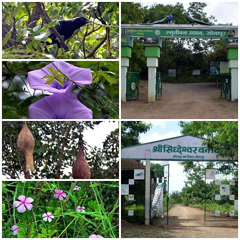 smrutivan sidhdwshar vanvihar