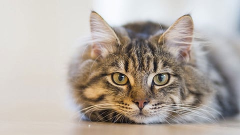 Foreign cat breeding business man attacked with sharp weapons