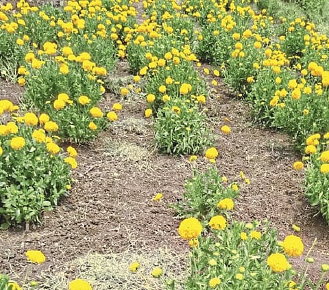 Waranga Fata Fulseti