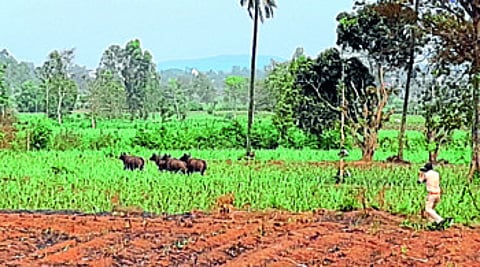 Aker drove away the herd of cows