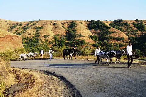 Dangi livestock found in six districts of Sahyadri on the way of reduction