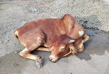 64 percent completion of vaccination and tagging of animals in Sangamner taluka