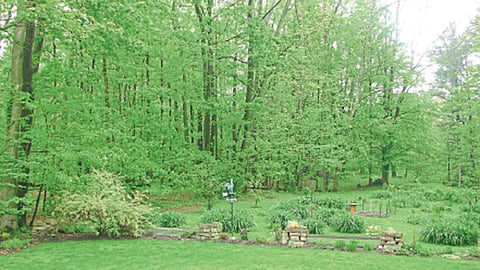 Garden