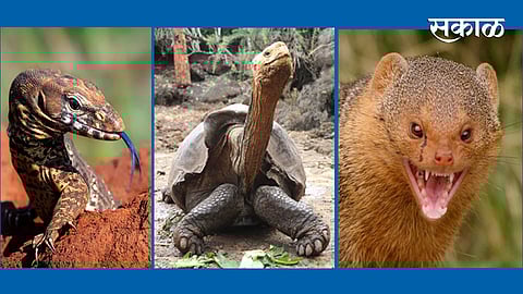 Ghorpad-mongoose-turtle