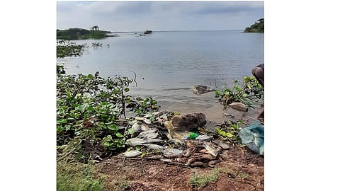 Girana dam dead fish