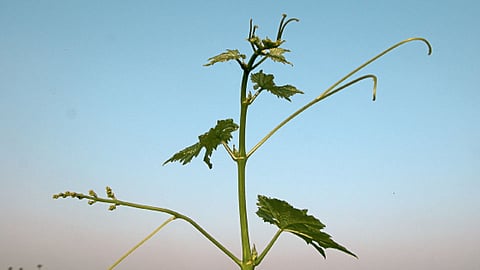 द्राक्षातील वेलींचा जोम वाढल्याने घडाचे रुपांतर बाळीमध्ये होऊन घड जिरण्याची समस्या उद्भवते.