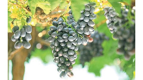 द्राक्ष हंगामाची भिस्त फेब्रुवारीवरच