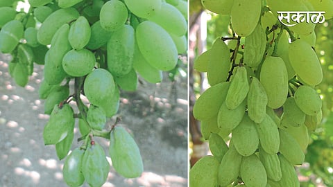 1) वेलीवर घडांची संख्या जास्त असल्याने आलेला सुकवा. 2) डाऊनी मिल्ड्यू रोगाच्या प्रादुर्भावामुळे आलेला सुकवा.