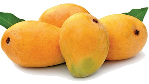 Mango