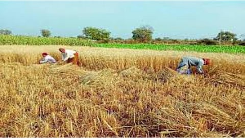 Harvesting of wheat crop is in progress in the western part of Karmala taluka